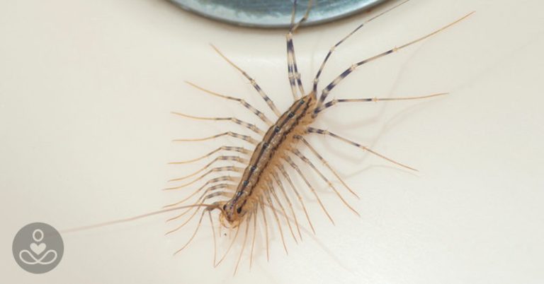 Why You Should Never Ever Kill A House Centipede If You Find One Inside Of Your Home : The Hearty Soul